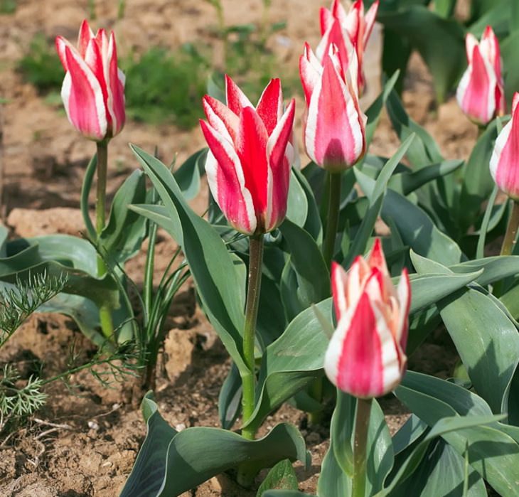 Different colorful varieties of tulips that are the most beautiful in the world, Greigeii Tulip