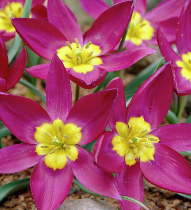 Different colorful varieties of tulips that are the most beautiful in the world, Tulip Persian Pearl