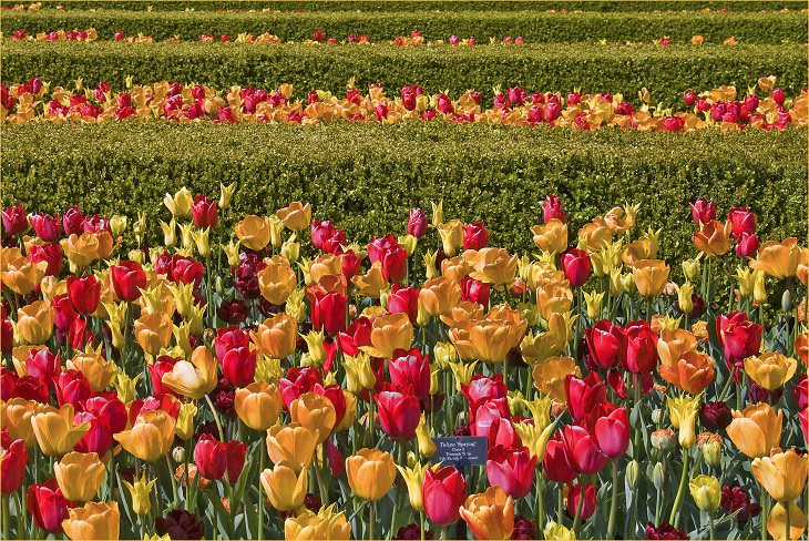 Different colorful varieties of tulips that are the most beautiful in the world, Triumph Tulip