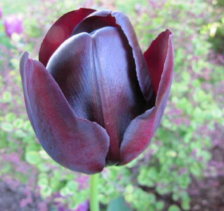 Different colorful varieties of tulips that are the most beautiful in the world, Black Tulip