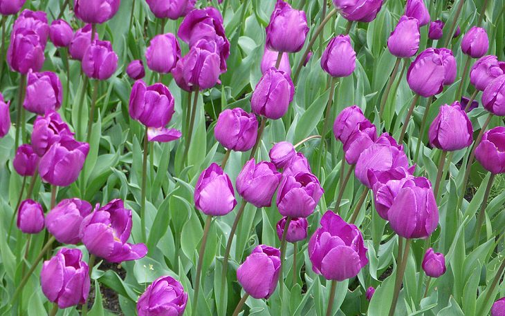 Different colorful varieties of tulips that are the most beautiful in the world, Negrita Tulip