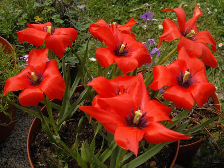 Different colorful varieties of tulips that are the most beautiful in the world, Red Hunter Tulip