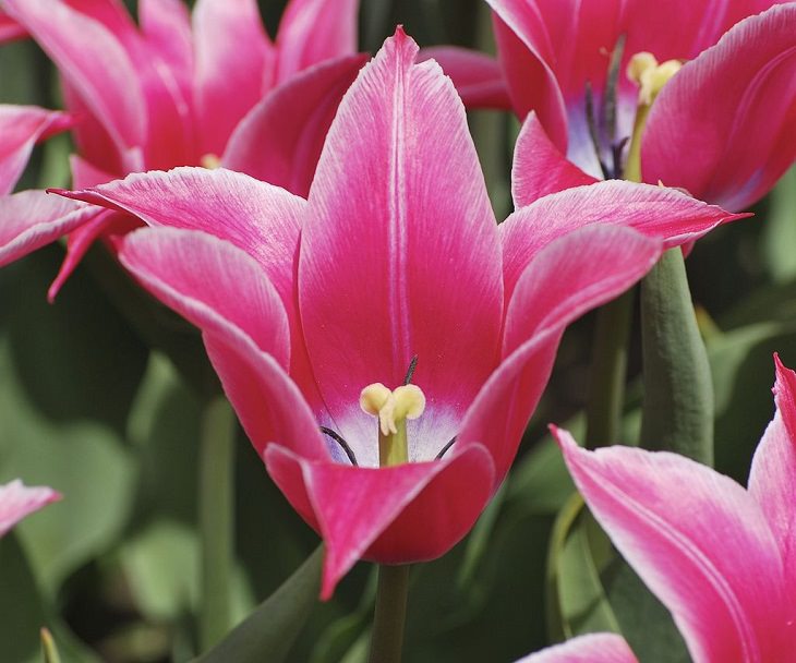 Different colorful varieties of tulips that are the most beautiful in the world, Yonina Tulip