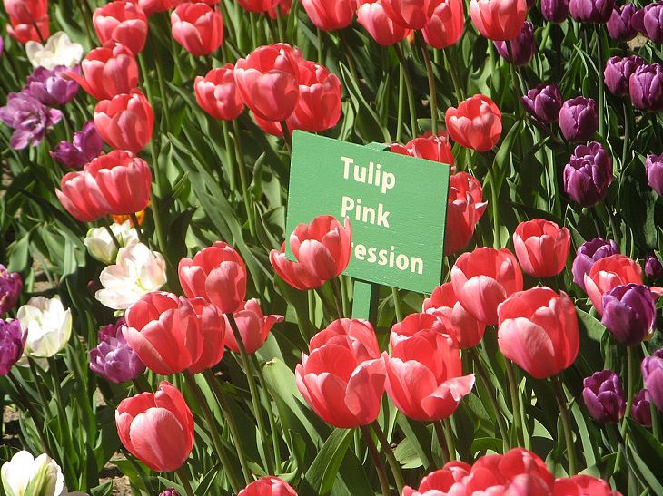 Different colorful varieties of tulips that are the most beautiful in the world, Tulip Pink Impression