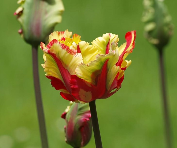 Different colorful varieties of tulips that are the most beautiful in the world, Texas Flame Tulip