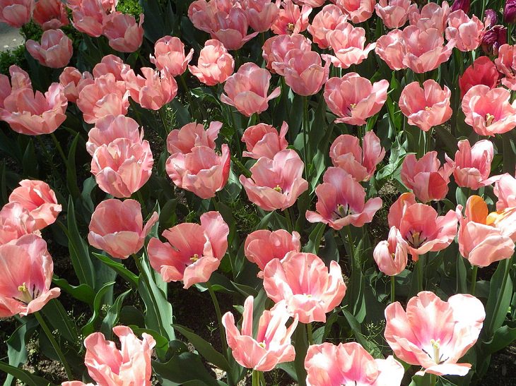 Different colorful varieties of tulips that are the most beautiful in the world, Apricot Perfection Tulip