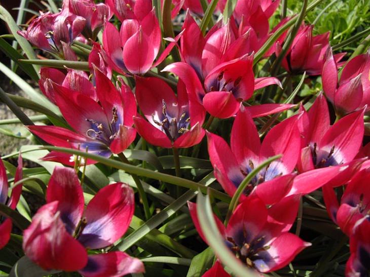 Different colorful varieties of tulips that are the most beautiful in the world, Tulip Little Beauty