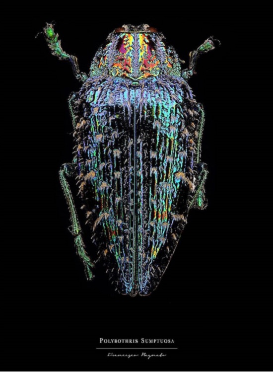 Macro-Photography of insects, bugs, as part of the photo series Entomology, by photographer Francesco Bagnato, Polybothris Sumptuosa (Wood Boring Beetle)