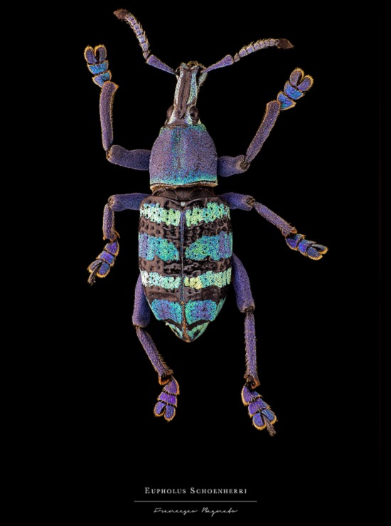 Macro-Photography of insects, bugs, as part of the photo series Entomology, by photographer Francesco Bagnato, Eupholus Schoenherri (Papuan Green Beetle)