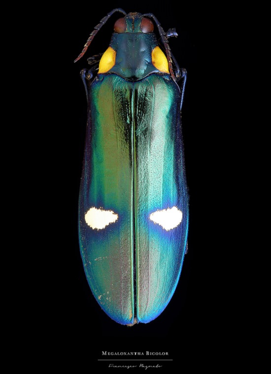 Macro-Photography of insects, bugs, as part of the photo series Entomology, by photographer Francesco Bagnato, Megaloxantha Bicolor (Giant Jewel Beetle)