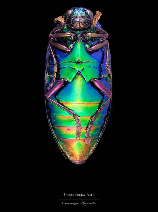 Macro-Photography of insects, bugs, as part of the photo series Entomology, by photographer Francesco Bagnato, Sternocera Asie (Giant Jewel Beetle)
