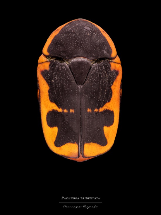 Macro-Photography of insects, bugs, as part of the photo series Entomology, by photographer Francesco Bagnato, Pachnoda Tridentata (Flower Beetle)