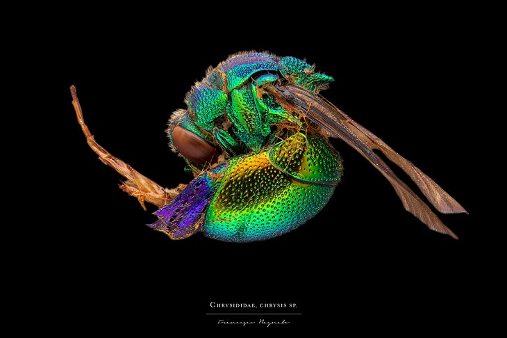 Macro-Photography of insects, bugs, as part of the photo series Entomology, by photographer Francesco Bagnato, Chrysididae, Chrysis Sp.(Cuckoo Wasp)