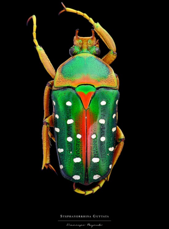 Macro-Photography of insects, bugs, as part of the photo series Entomology, by photographer Francesco Bagnato, Stephanorrhina Guttata (Spotted Flower Beetle)