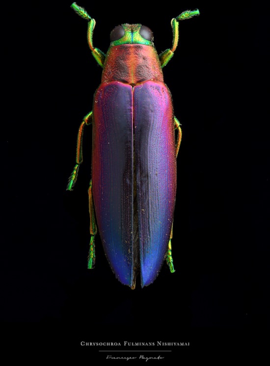 Macro-Photography of insects, bugs, as part of the photo series Entomology, by photographer Francesco Bagnato, Chrysochroa Fulminans Nishiyamai (Jewel Beetle)