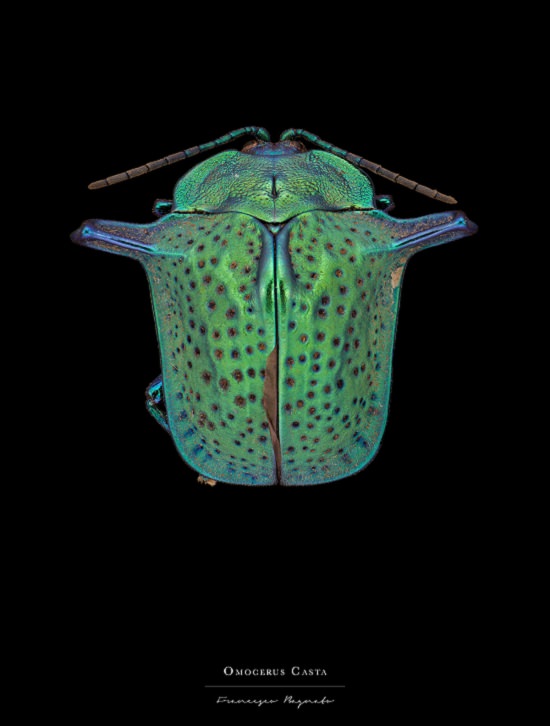 Macro-Photography of insects, bugs, as part of the photo series Entomology, by photographer Francesco Bagnato, Omocerus Casta (Tortoise Beetle)