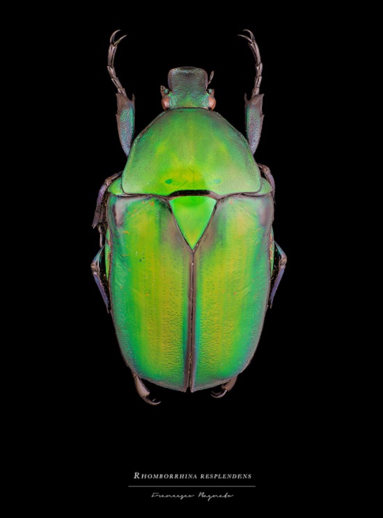 Macro-Photography of insects, bugs, as part of the photo series Entomology, by photographer Francesco Bagnato, Rhomborrhina Resplendens (Dead-Leaf Mantis)