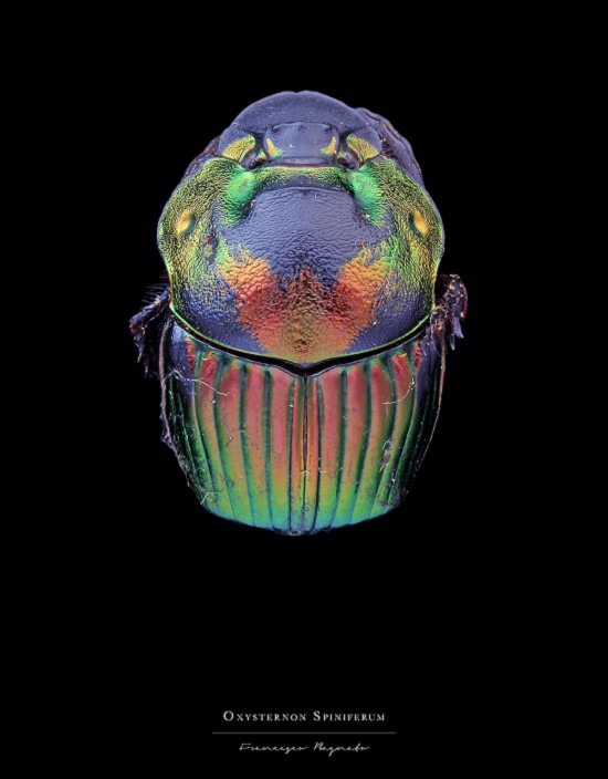 Macro-Photography of insects, bugs, as part of the photo series Entomology, by photographer Francesco Bagnato, Oxysternon Spiniferum (Dung Beetle)