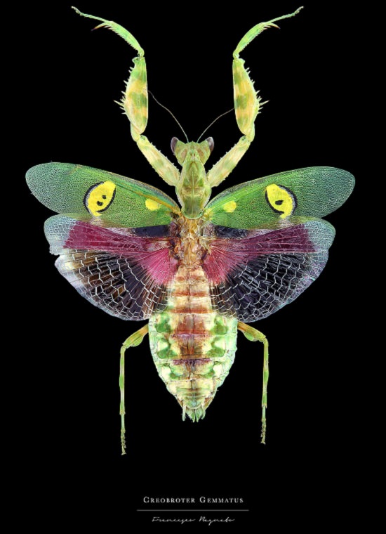 Macro-Photography of insects, bugs, as part of the photo series Entomology, by photographer Francesco Bagnato, Creobroter Gemmatus (Jeweled Flower Mantis)