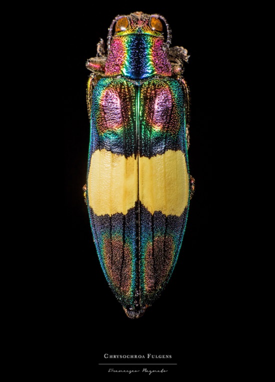 Macro-Photography of insects, bugs, as part of the photo series Entomology, by photographer Francesco Bagnato, Chrysochroa Fulgens (Metallic Wood Boring Beetle)