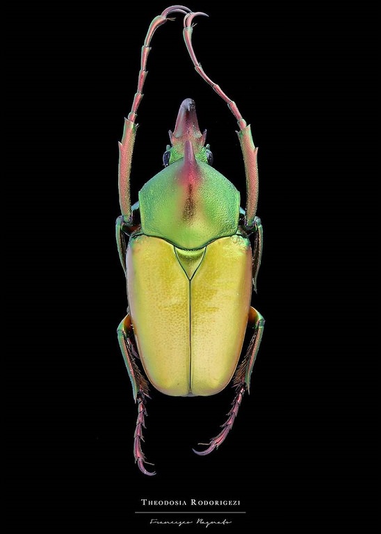 Macro-Photography of insects, bugs, as part of the photo series Entomology, by photographer Francesco Bagnato, Theodosia Rodorigezi (Scarab Beetle)