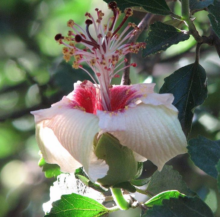 Different species and types of hibiscus in a variety of colors, Phillip Island hibiscus (Hibiscus insularis)