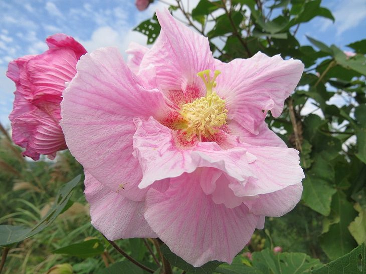 Different species and types of hibiscus in a variety of colors, Makino's Mallow (Hibiscus makinoi)