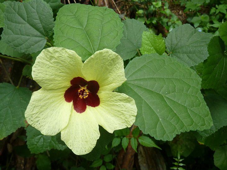 Different species and types of hibiscus in a variety of colors, Lemonyellow rosemallow (Hibiscus calyphyllus)