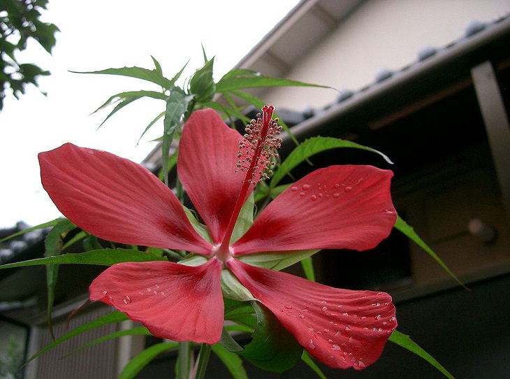 Different species and types of hibiscus in a variety of colors, Texas Star Hibiscus (Hibiscus coccineus)