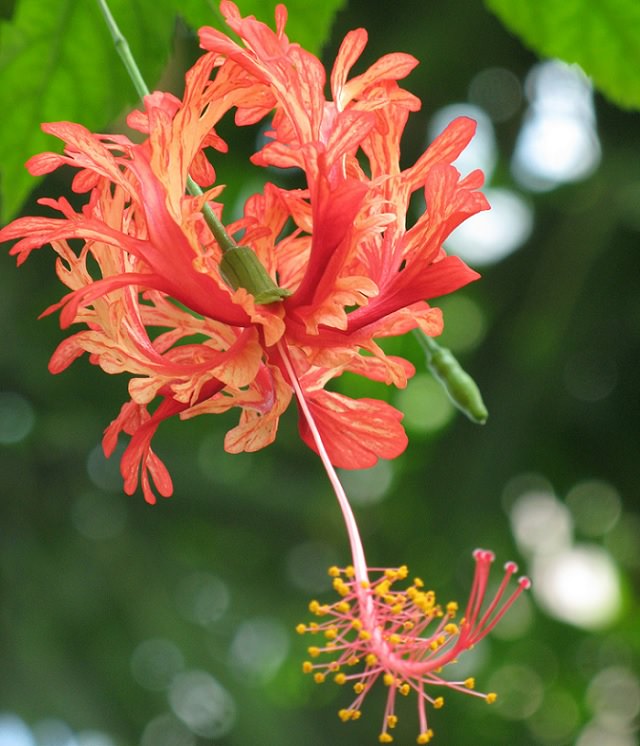 Different species and types of hibiscus in a variety of colors, Fringed Rosemallow (Hibiscus schizopetalus)
