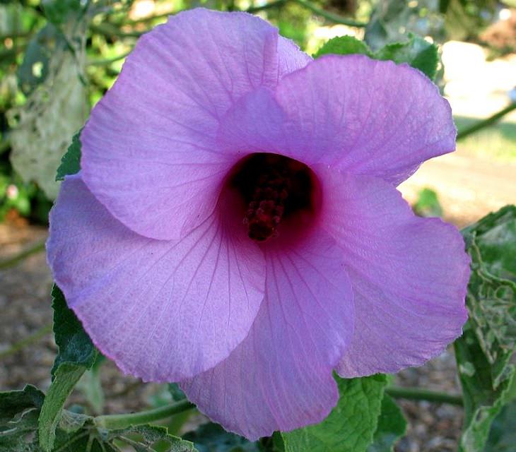 Different species and types of hibiscus in a variety of colors, Hibiscus furcellatus