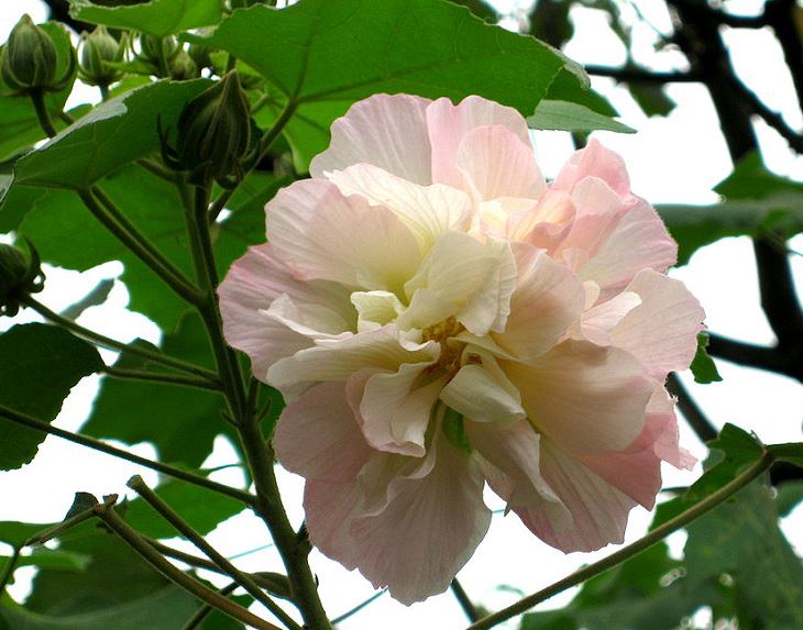 Different species and types of hibiscus in a variety of colors, Dixie rosemallow (Hibiscus mutabilis)