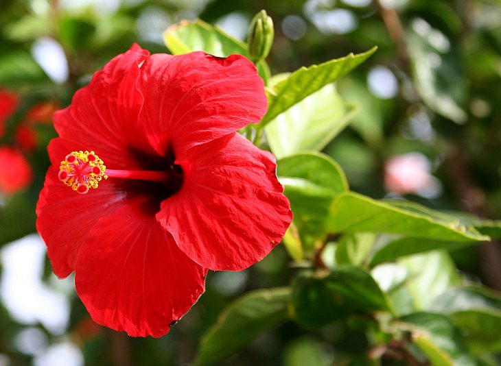 Different species and types of hibiscus in a variety of colors, Chinese Hibiscus (Hibiscus rosa-sinensis)