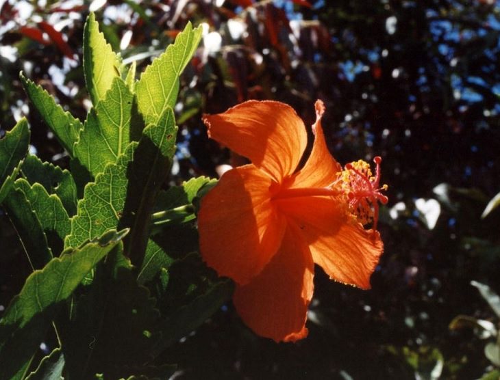 Different species and types of hibiscus in a variety of colors, Red Rosemallow (Hibiscus kokio)