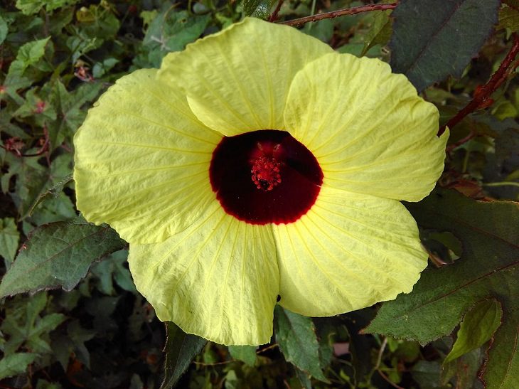 Different species and types of hibiscus in a variety of colors, Wild Hibiscus (Hibiscus hispidissimus)