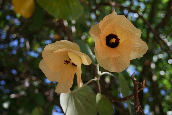 Different species and types of hibiscus in a variety of colors, Sea Hibiscus (Hibiscus tiliaceus)