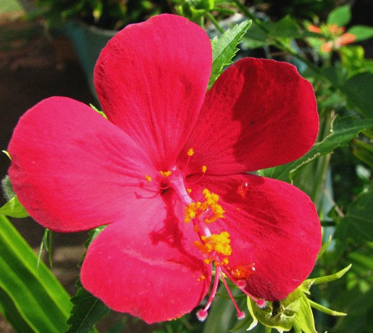 Different species and types of hibiscus in a variety of colors, Brazilian Rosemallow (Hibiscus phoeniceus)