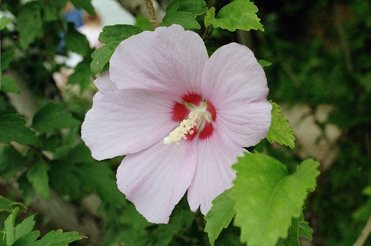 Different species and types of hibiscus in a variety of colors, Syrian Ketmia (Hibiscus syriacus)