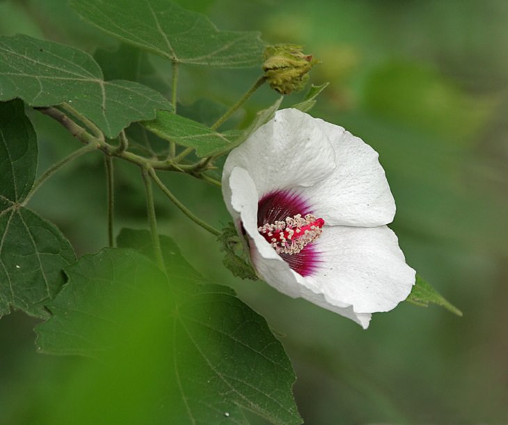 Different species and types of hibiscus in a variety of colors, Maple-leaved mallow (Hibiscus platanifolius)