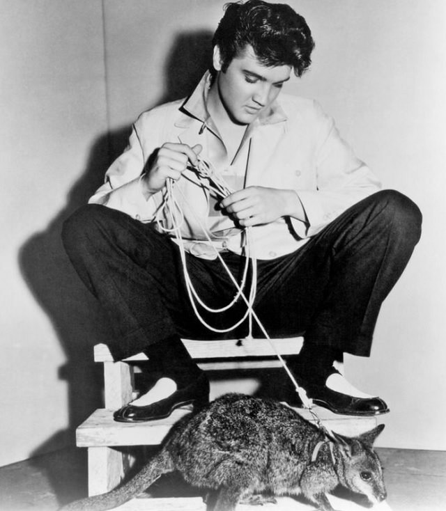 Celebrities and famous people that had strange and wild animals as exotic pets, Elvis and his pet kangaroo