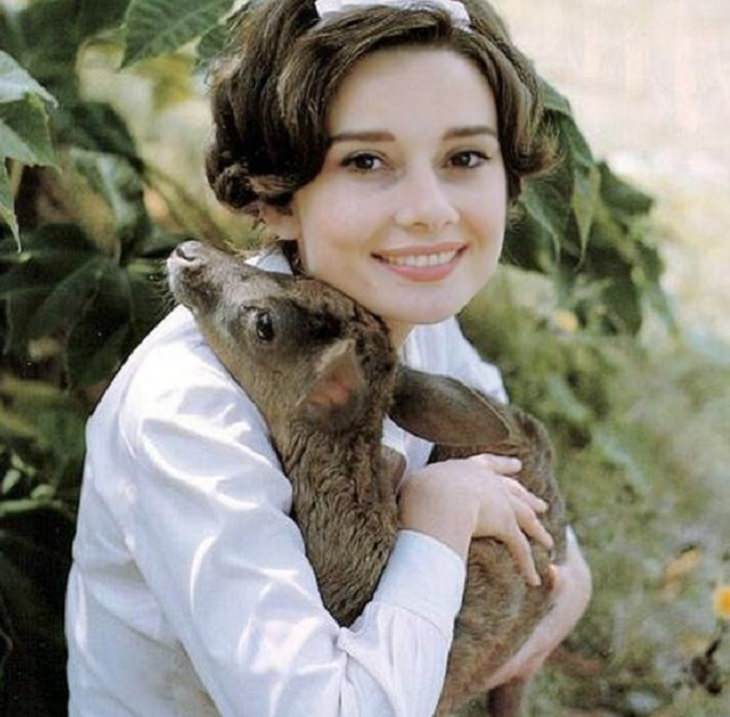 Celebrities and famous people that had strange and wild animals as exotic pets, Audrey Hepburn and her fawn, Pippin