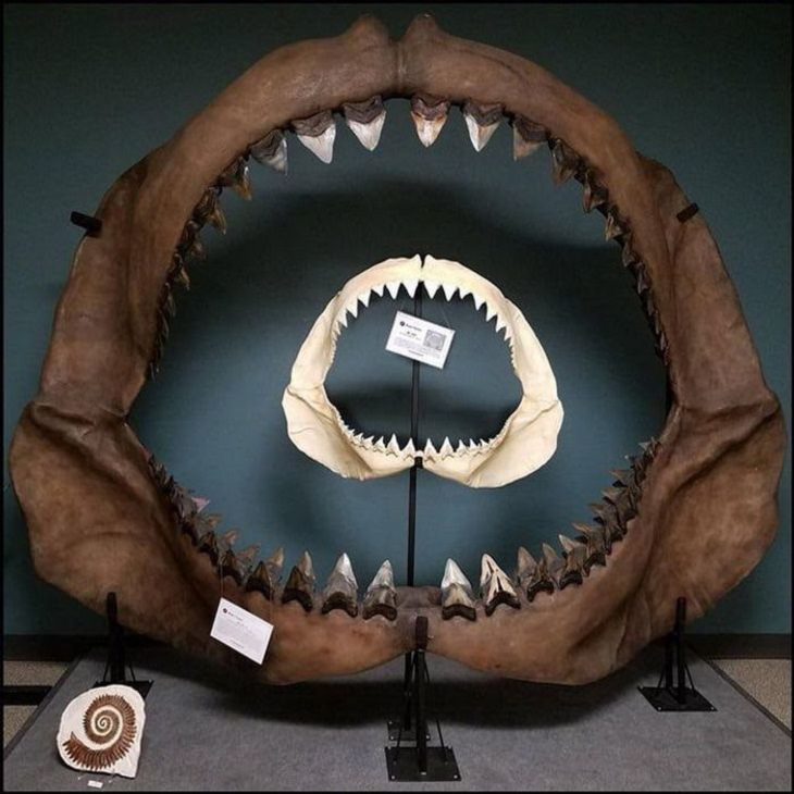 Photographs that show the size of objects and animals by comparison, The jaws of a great white shark, inside the jaws of a megalodon