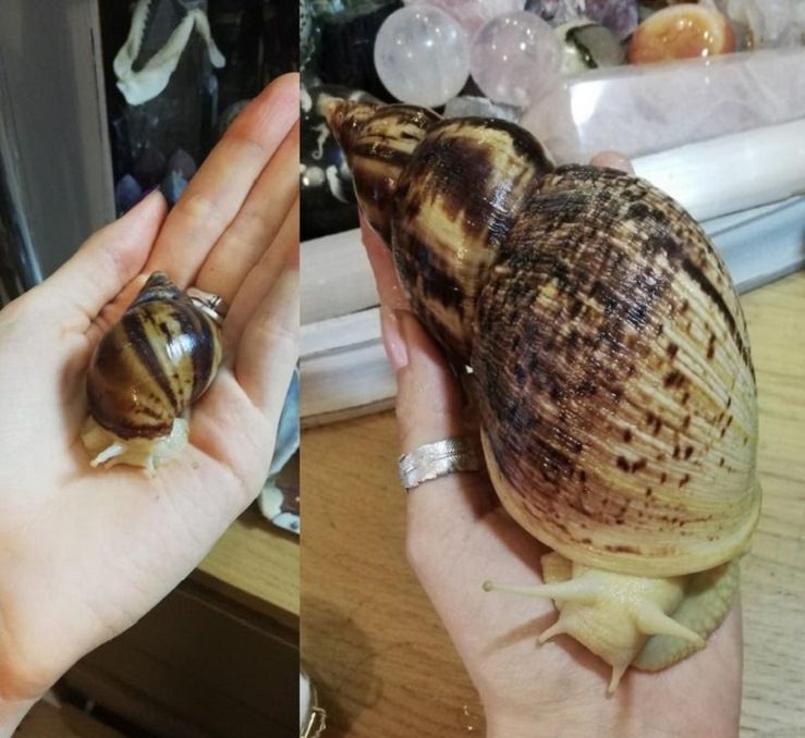 Photographs that show the size of objects and animals by comparison, small snail and same snail larger one year later
