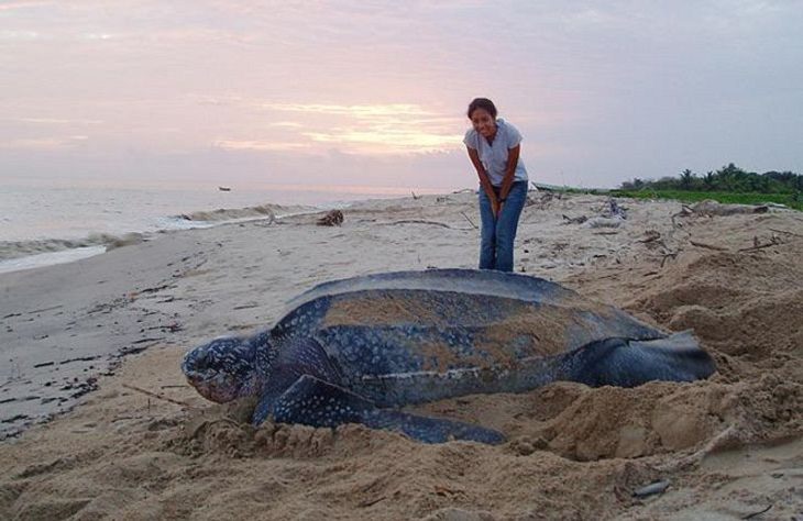 Photographs that show the size of objects and animals by comparison, The endangered Leatherback Turtle, the largest turtle on the planet, beside a person