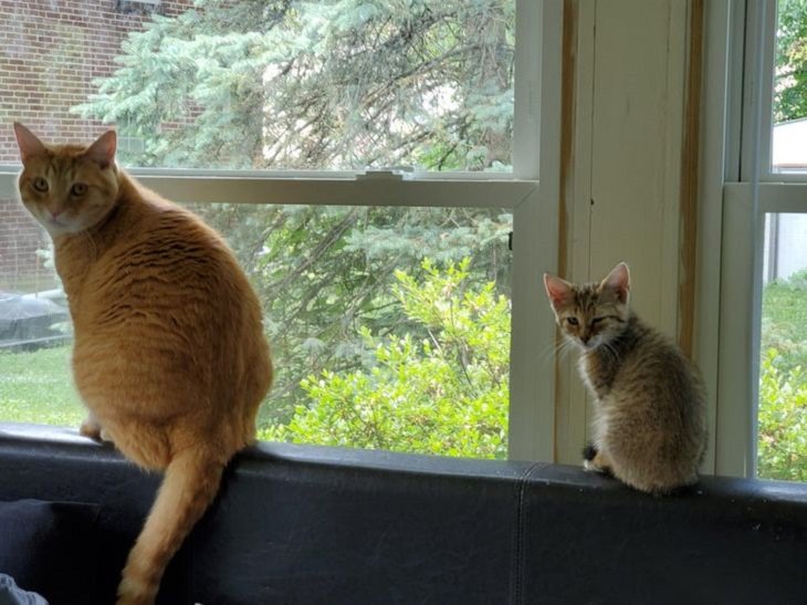 Photographs that show the size of objects and animals by comparison, big cat next to small cat