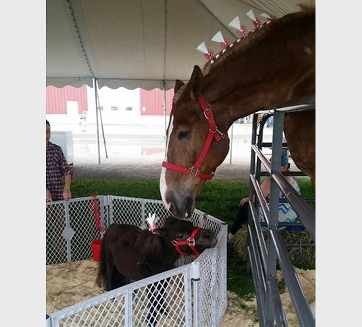 Photographs that show the size of objects and animals by comparison, the world’s tallest horse, Big Jake, met a miniature horse