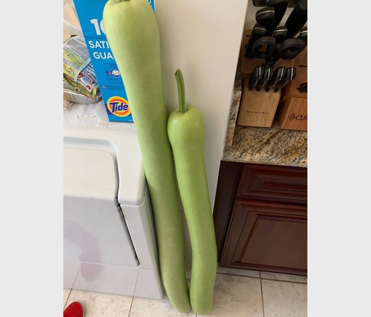 Photographs that show the size of objects and animals by comparison, extremely tall opo squash next to ordinary opo squash