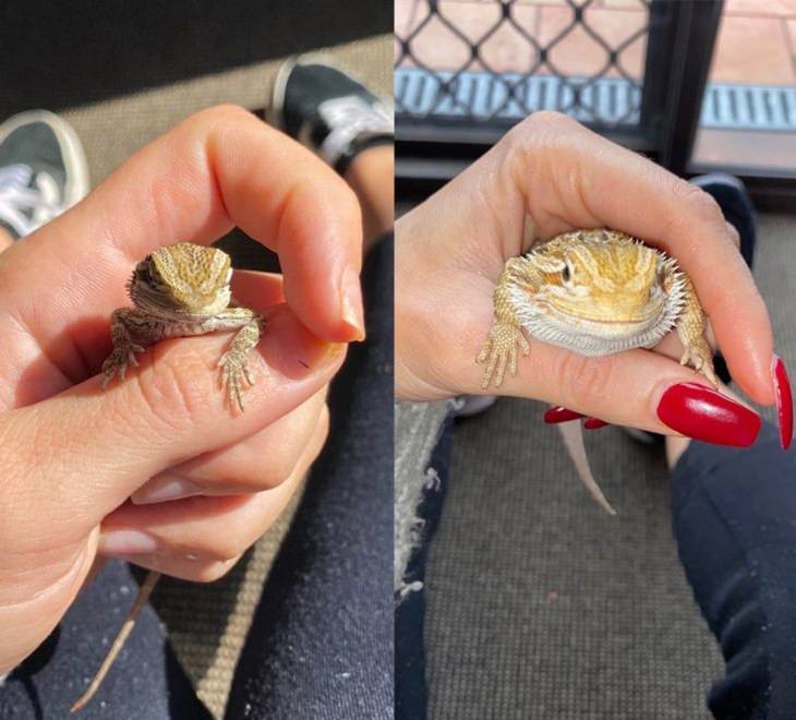 Photographs that show the size of objects and animals by comparison, lizard small and grown after months