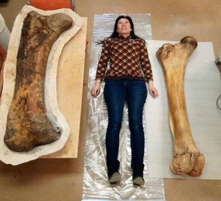 Photographs that show the size of objects and animals by comparison, A triceratops bone (left), an elephant bone (right) and human
