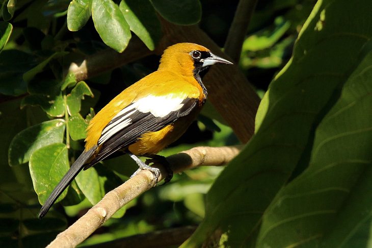 Different colorful species of beautiful birds unique to, endemic to, found only in Jamaica, Jamaican oriole (Icterus leucopteryx leucopteryx)